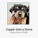 Copper Gets a Home: A Decodable Text