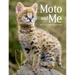 Moto and Me: My Year as a Wildcat's Foster Mom