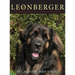 The Leonberger: A Comprehensive Guide to the Lion King of Breeds