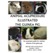 Animal Acupressure Illustration The Guinea Pig