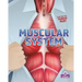 Muscular System