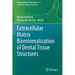 Extracellular Matrix Biomineralization of Dental Tissue Structures