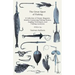 The Great Sport of Fishing - A Collection of Classic Magazine Articles Containing Fishing Stories, Angling Techniques, and Fishing Locations