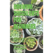 Growing Succulents for Beginners: A Beginners Step by Step Guide on Growing Succulents