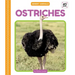 Ostriches