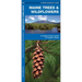 Maine Trees & Wildflowers: A Folding Pocket Guide to Familiar Plants