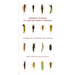 Common Nymphs of Eastern North America: A Primer for Flyfishers and Flytiers