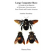 Large Carpenter Bees: A Guide to Species of Xylocopa (Neoxylocopa) from North and Central America