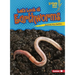 Let's Look at Earthworms