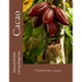 Cacao