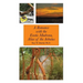 A Romance with the Exotic Madrona, Alias of the Arbutus
