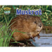 Muskrat
