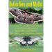 Butterflies and Moths: All about Butterflies and Moths, a Kids Introduction to Butterflies and Moths-Fun Facts and Fantastic Photos!