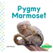 Pygmy Marmoset