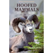 Hoofed Mammals of British Columbia