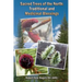 Sacred Trees of the North: Traditional and Medicinal Blessings