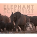The Elephant Scientist