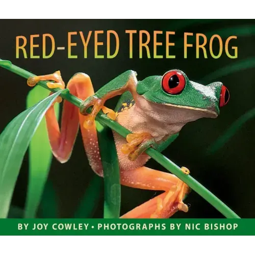 Red-Eyed Tree Frog