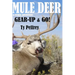 Mule Deer & Other Adventures