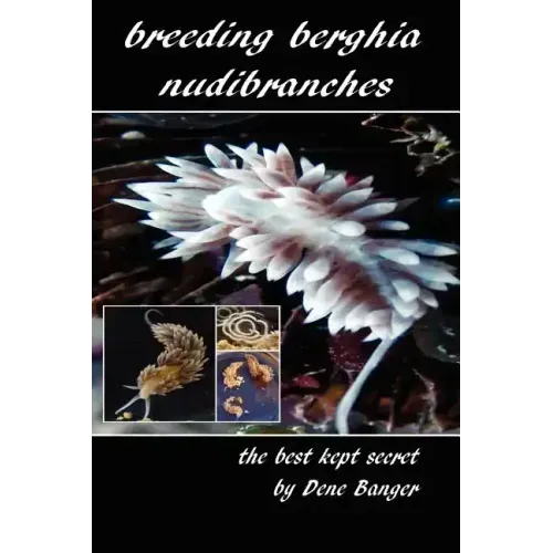 Breeding Berghia Nudibranches the best kept secret