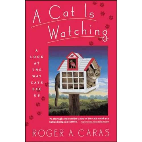 Cat Is Watching