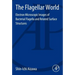 The Flagellar World: Electron Microscopic Images of Bacterial Flagella and Related Surface Structures