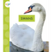 Swans
