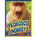 Proboscis Monkeys