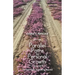 Parallel Paths to Personal Growth: The Search for Something Beyond