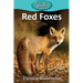 Red Foxes