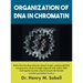 Organization of DNA in Chromatin