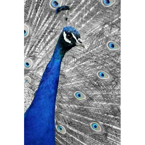 Blue Peacock: The Indian Peafowl or Blue Peafowl Is a Large and Brightly Colored Bird, Native to South Asia.