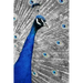 Blue Peacock: The Indian Peafowl or Blue Peafowl Is a Large and Brightly Colored Bird, Native to South Asia.