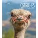 Ostriches