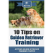 10 Tips on Golden Retriever Training: Getting Golden Retriever Training Started!