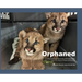 Orphaned: The Mountain Lion Cubs of Portola Valley: A Rescue Story of Hope and Survival
