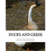 Ducks and Geese