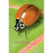 Ladybugs of Alberta