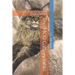The McO Cattery Bible: The Maine Coon Cat Owner and Breeder Handbook