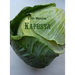 Kapusta