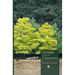 Letters from the Commons