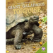 Giant Galбpagos Tortoise