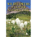 Wildflowers of Glacier National Park: And Surrounding Areas