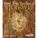 Next Time You See a Spiderweb