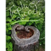 Trophic Cascade