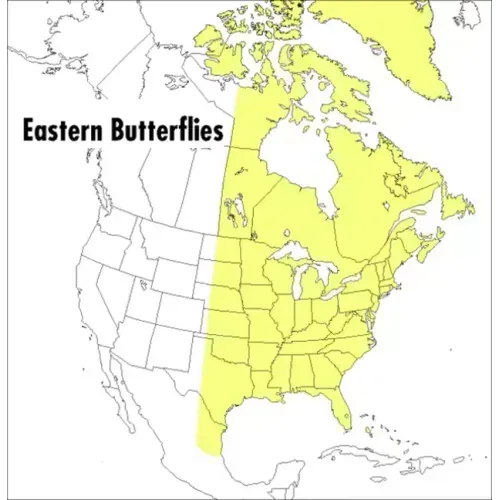 A Peterson Field Guide to Eastern Butterflies
