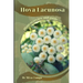 Hoya Lacunosa: Plant overview and guide