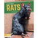 Rats