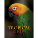 Tropical Birds