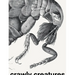 Crawly Creatures: Depiction and Appreciation of Insects and Other Critters in Art and Science
